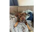 Adopt Betty a Pit Bull Terrier