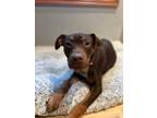Adopt Betty a Pit Bull Terrier
