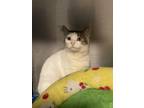 Adopt Jazmin a Domestic Short Hair