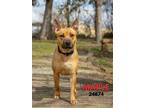 Adopt Maple a Carolina Dog, Black Mouth Cur