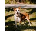 Adopt Zoey a Chow Chow, Pit Bull Terrier