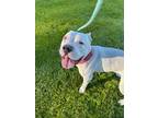 Adopt PEACH a Dogo Argentino, Pit Bull Terrier