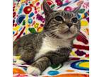 Adopt Peppa a Domestic Short Hair, Tabby