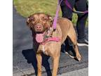 Adopt Genie a Chocolate Labrador Retriever, Pit Bull Terrier