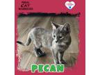 Adopt Pecan 2.0 a Domestic Short Hair