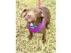 Adopt Otter a Labrador Retriever, Terrier