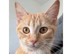 Adopt Melon (orange and white tabby) & Salmon Cake (brown and white tabby) -