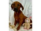 Adopt River (Hound Pup) a Hound, Coonhound