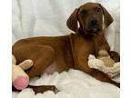 Adopt Ivy (Hound Pup) a Hound, Coonhound