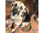 Adopt Kayla a Labrador Retriever, Shepherd