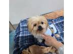 Adopt Sophie a Shih Tzu