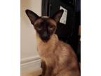 Adopt Cinnamon and Sandy a Siamese