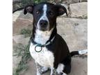 Adopt Zoey a Australian Cattle Dog / Blue Heeler, Border Collie