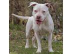 Adopt Vanna White a Mixed Breed