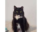 Adopt Nadine aka Nattie a Domestic Long Hair