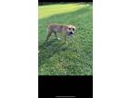 Adopt Lea a Black Mouth Cur