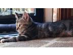 Adopt Bonnie a Domestic Short Hair