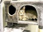 Adopt Willow a Tabby