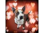 Adopt Irene #A-376 a Pit Bull Terrier