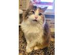 Adopt Daisy a Domestic Long Hair