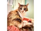 Adopt Buttercup a Domestic Long Hair