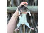 Adopt Misa a Rat