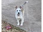 Adopt Patsy a Siberian Husky