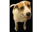 Adopt Atlanta a Mixed Breed