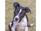 Adopt Patches a Pit Bull Terrier