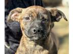 Adopt Weston a Plott Hound, Labrador Retriever