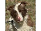 Adopt Whiskers a Schnauzer, Australian Shepherd