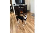 Adopt Charlie urgent a Boxer, Jack Russell Terrier