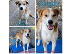 Adopt Stryker a Mixed Breed