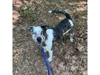 Adopt Jasper a Catahoula Leopard Dog, Mixed Breed