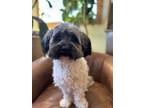 Adopt Tripp a Shih Tzu