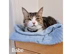 Adopt Babe a Tabby