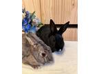 Adopt Trisha and Truffle (Vancouver) a Bunny Rabbit