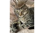 Adopt Miles a Tabby, Domestic Short Hair