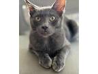 Adopt Dusty a Domestic Short Hair, Russian Blue