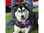 Adopt URGENT / Ash a Husky, Alaskan Malamute