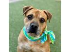 Adopt Brownie a Pit Bull Terrier, Mastiff