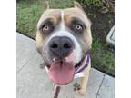 Adopt Mr Worldwide a American Staffordshire Terrier