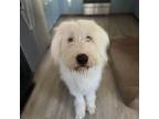 Adopt Lord DIgby a Great Pyrenees, Sheep Dog