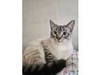 Adopt Snowball a Siamese, American Shorthair