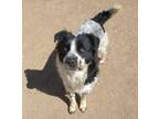 Adopt Jack Jack a Border Collie