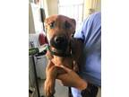 Adopt PATAS a Pit Bull Terrier, Mixed Breed