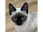 Adopt Ravi a Siamese