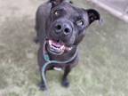 Adopt JUNIOR a American Staffordshire Terrier