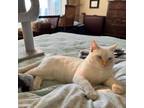 Adopt Big Red a Siamese