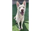 Adopt Finn a White German Shepherd, Husky